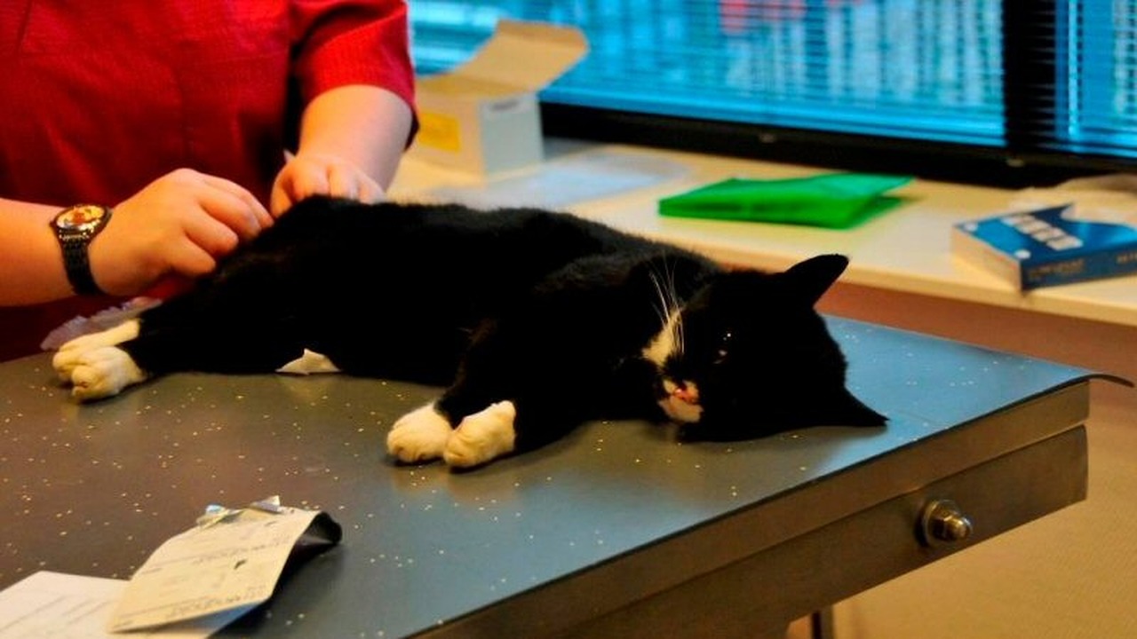 Grote kattenvangactie Oudesluis