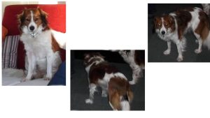 Hondje is zoek