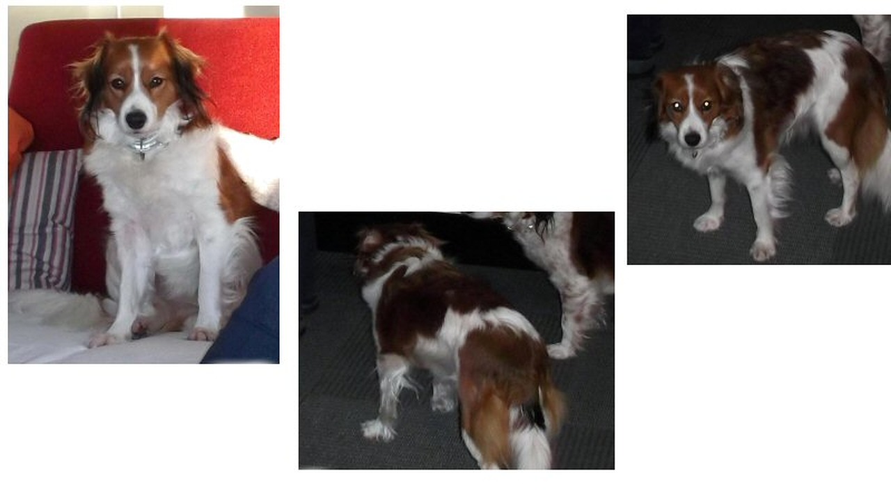 Hondje is zoek