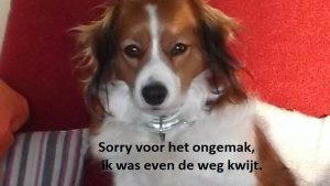 Hondje Evie is gevonden