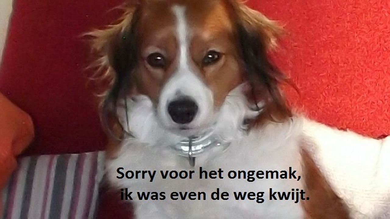Hondje Evie is gevonden