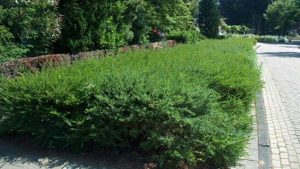 Snippergroen wordt flink duurder