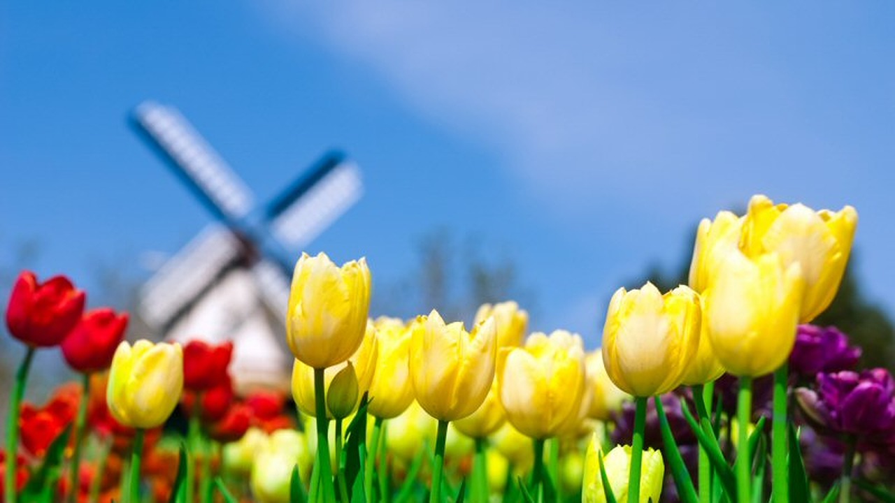 Geen geld voor aanleg tulpenroutes