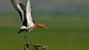 Weidevogels aan het nestelen