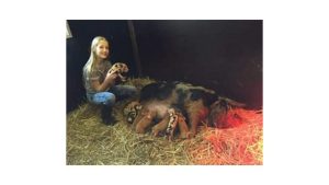Acht biggen geboren in De Hooijbergh