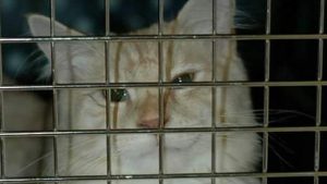 Kater Coon sinds Paasvee vermist