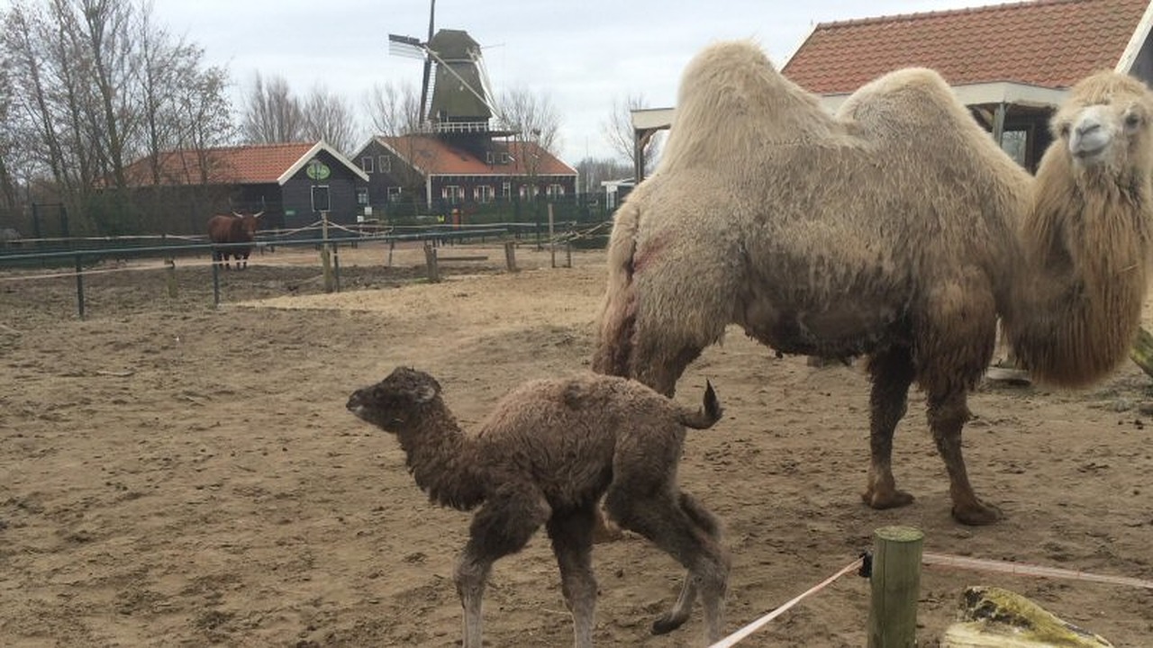 Vijfde baby voor kameel Gerarda