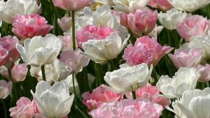 Tulpenkunst in de kas