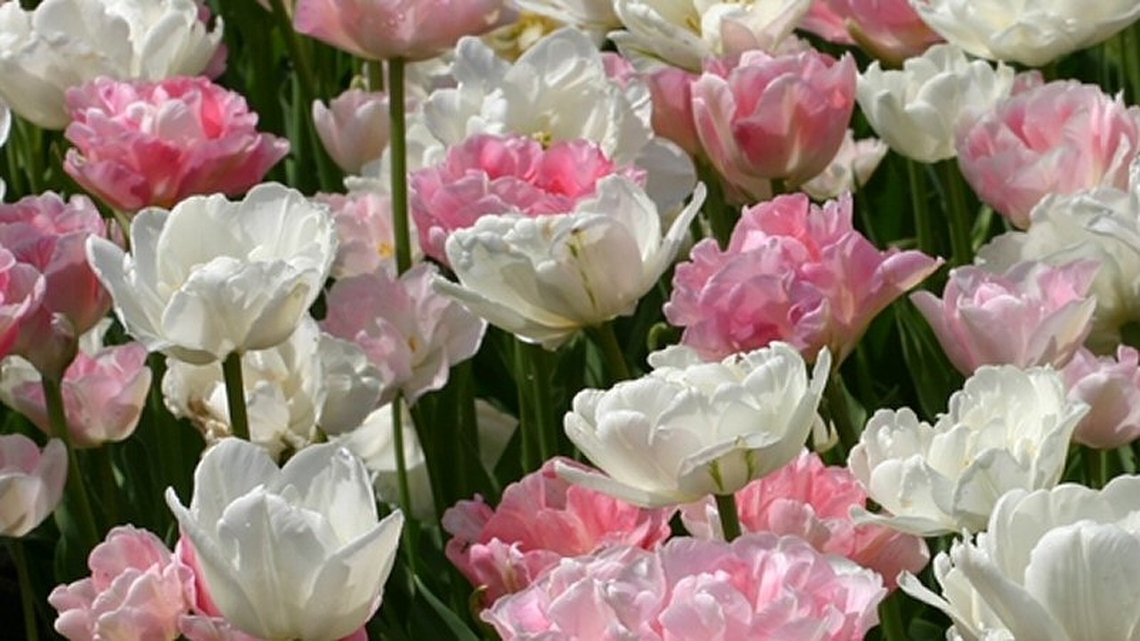 Tulpenkunst in de kas