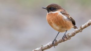 Blauw Uur voor vroege vogels