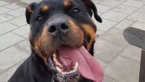 Rottweiler kiest eigen pad