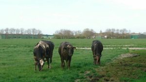 Koeien zakken door de stalvloer