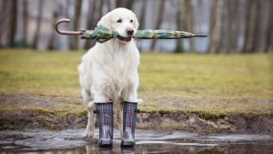 Natste april in vijftien jaar
