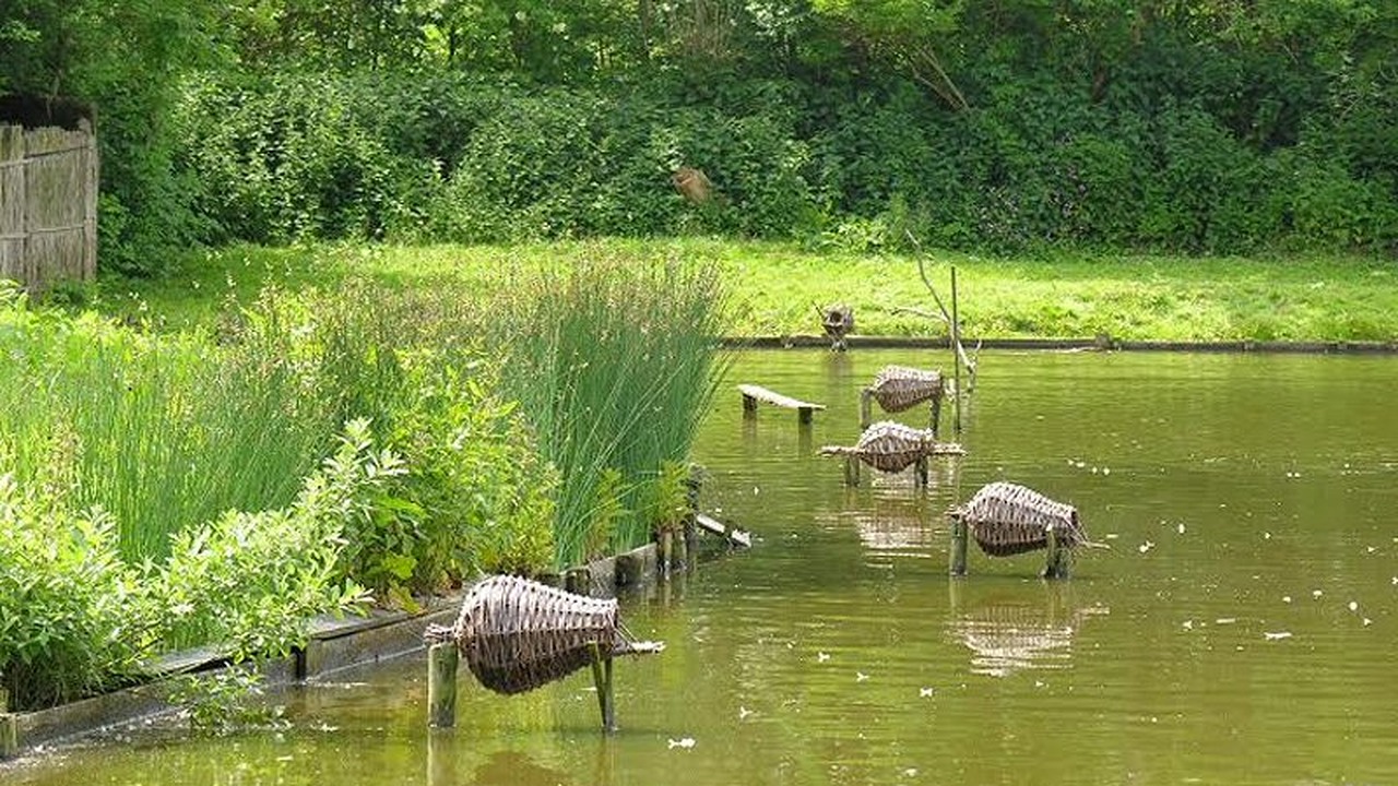 Bezoek eendenkooi