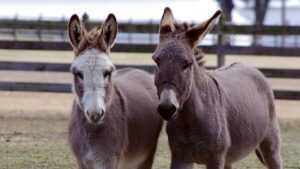 Schuilplaatsen voor hobbydieren