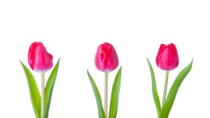 Kunstzinnige tulpen in de Kas