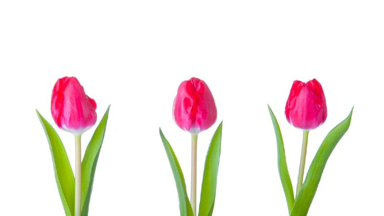 Kunstzinnige tulpen in de Kas