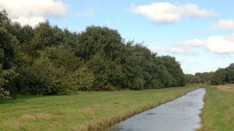 Boswerkzaamheden in Callantsoog