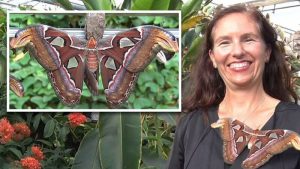 Grootste vlinder ter wereld ontpopt