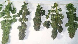 Drugs door slechte kookkunsten ontdekt