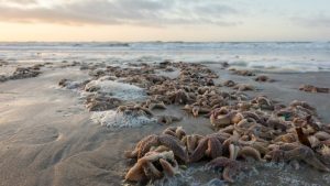 Honderden zeesterren aangespoeld