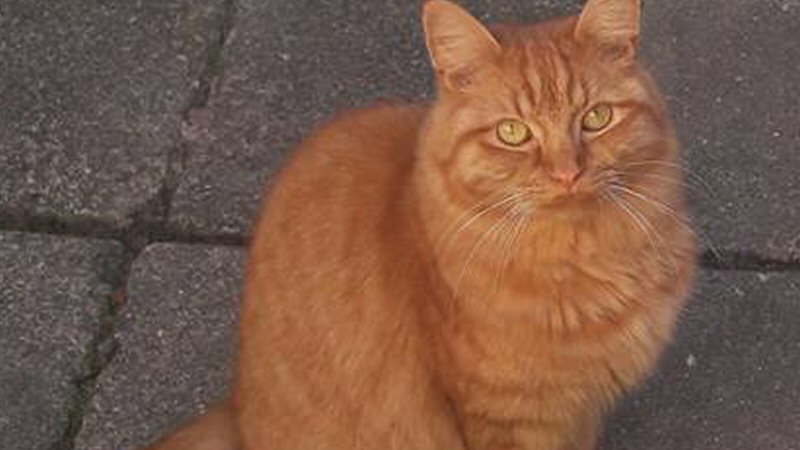 Binnenkat Baco is zoek