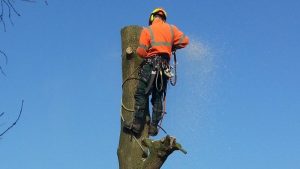 Bomen worden toch gekapt