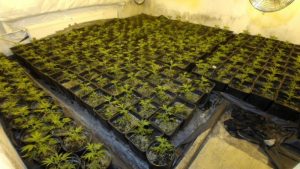Hennepkwekerij met 183 planten