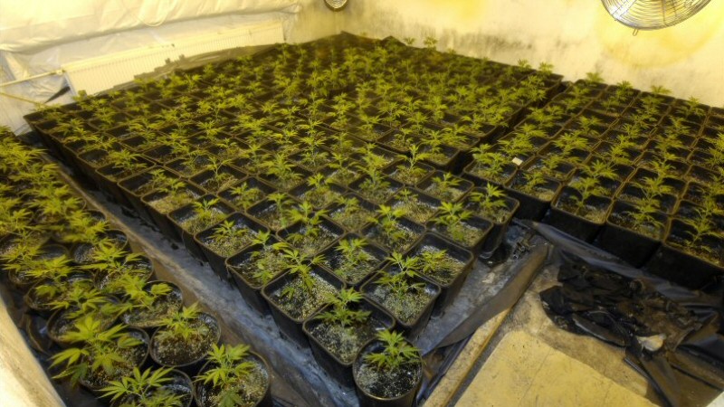 Hennepkwekerij met 183 planten