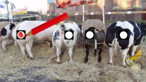 Raadsverkiezingen tijdens Paasvee 2018