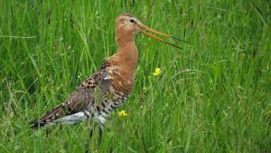 Extra geld voor kruidenrijk gras