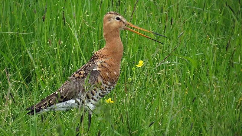 Extra geld voor kruidenrijk gras