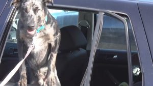 Hond uit snikhete auto gehaald