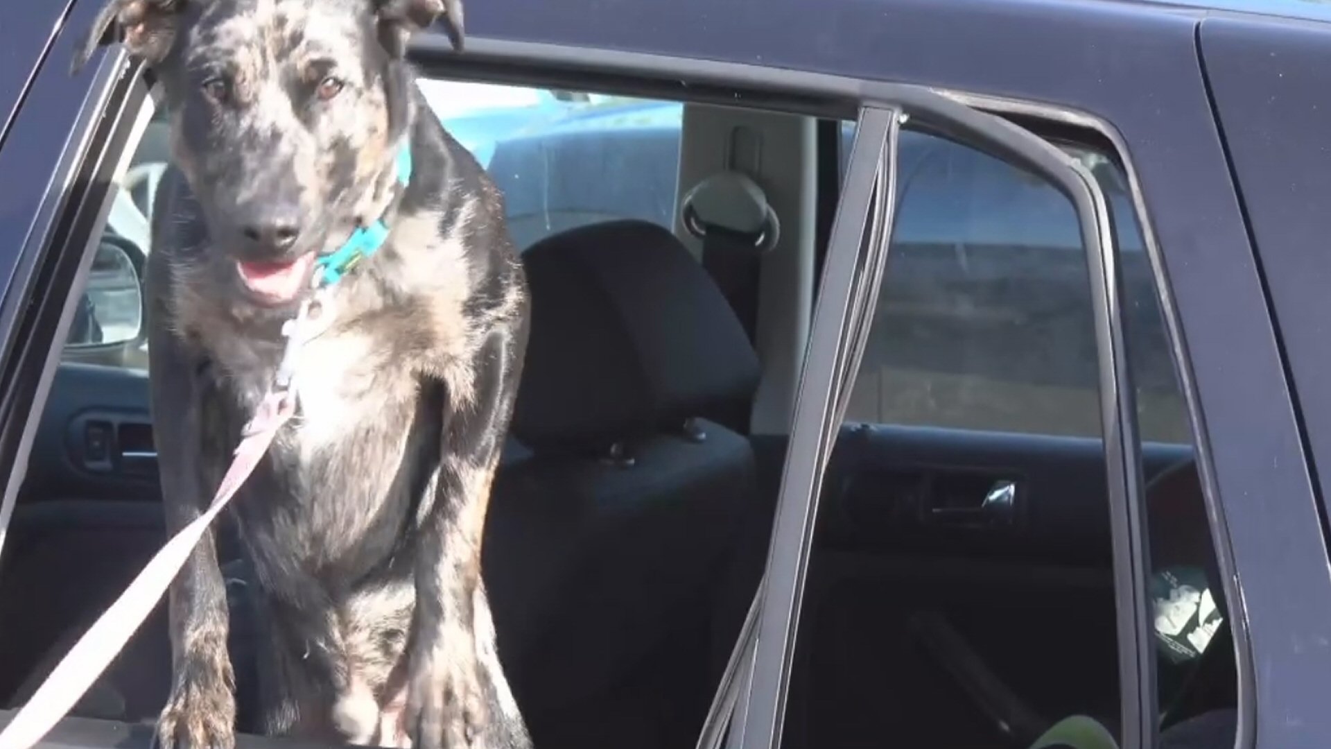 Hond uit snikhete auto gehaald
