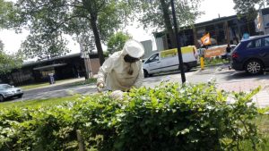 Imker vangt bijenzwerm bij Gezondheidsplein