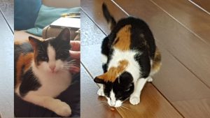Gelukkig. Bella is weer thuis.