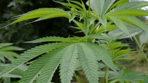 Nog geen uitsluitsel thuisteelt cannabis