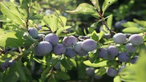 Blauwe bessen plukkers gezocht