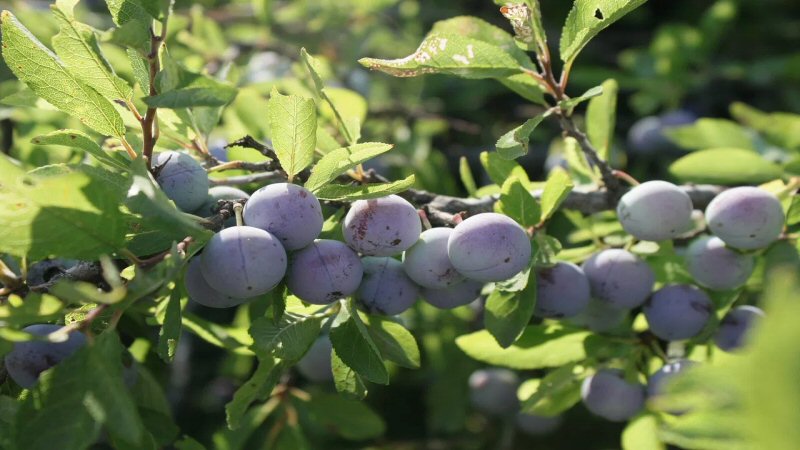 Blauwe bessen plukkers gezocht