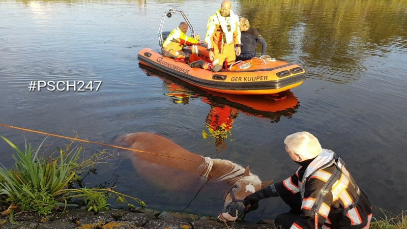 Paard in kanaal langs N9