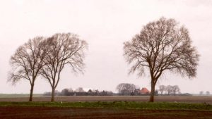Geen bomenkap bij Den Oever