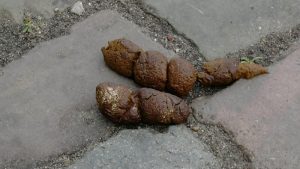 Het blijft een probleem: hondenpoep