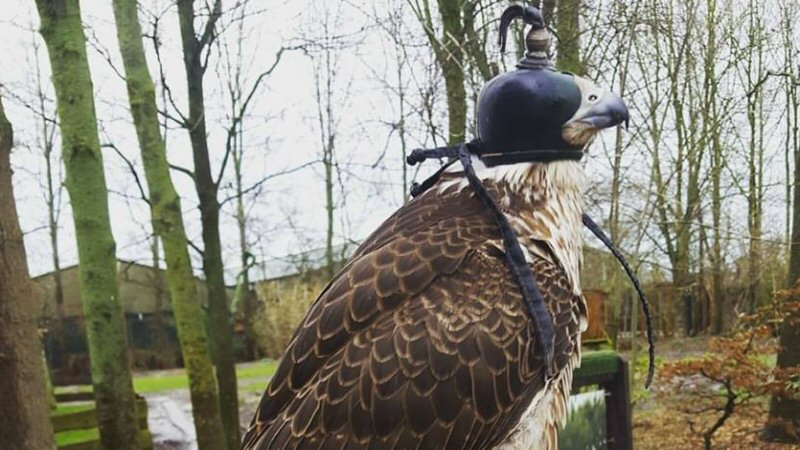 Valk uit Van Blanckendaell Park vermist