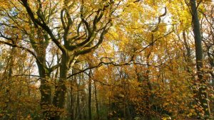 Tentoonstelling in het Wildrijk