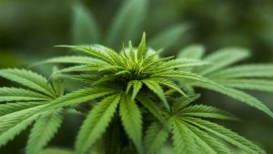 Woning Middenmeer gesloten na drugsvondst