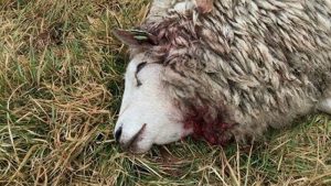 Schapen doodgebeten in Kolhorn