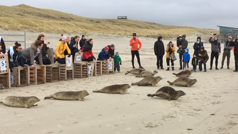 Pieterburen zet zeehonden uit bij Callantsoog