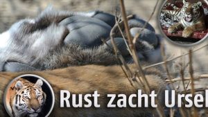 Ursel de tijger overleden