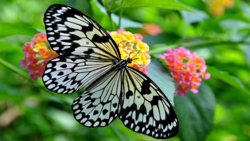 Vlindertuin wil vlindersterfte tegengaan