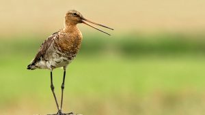 Grutto en kievit in de problemen